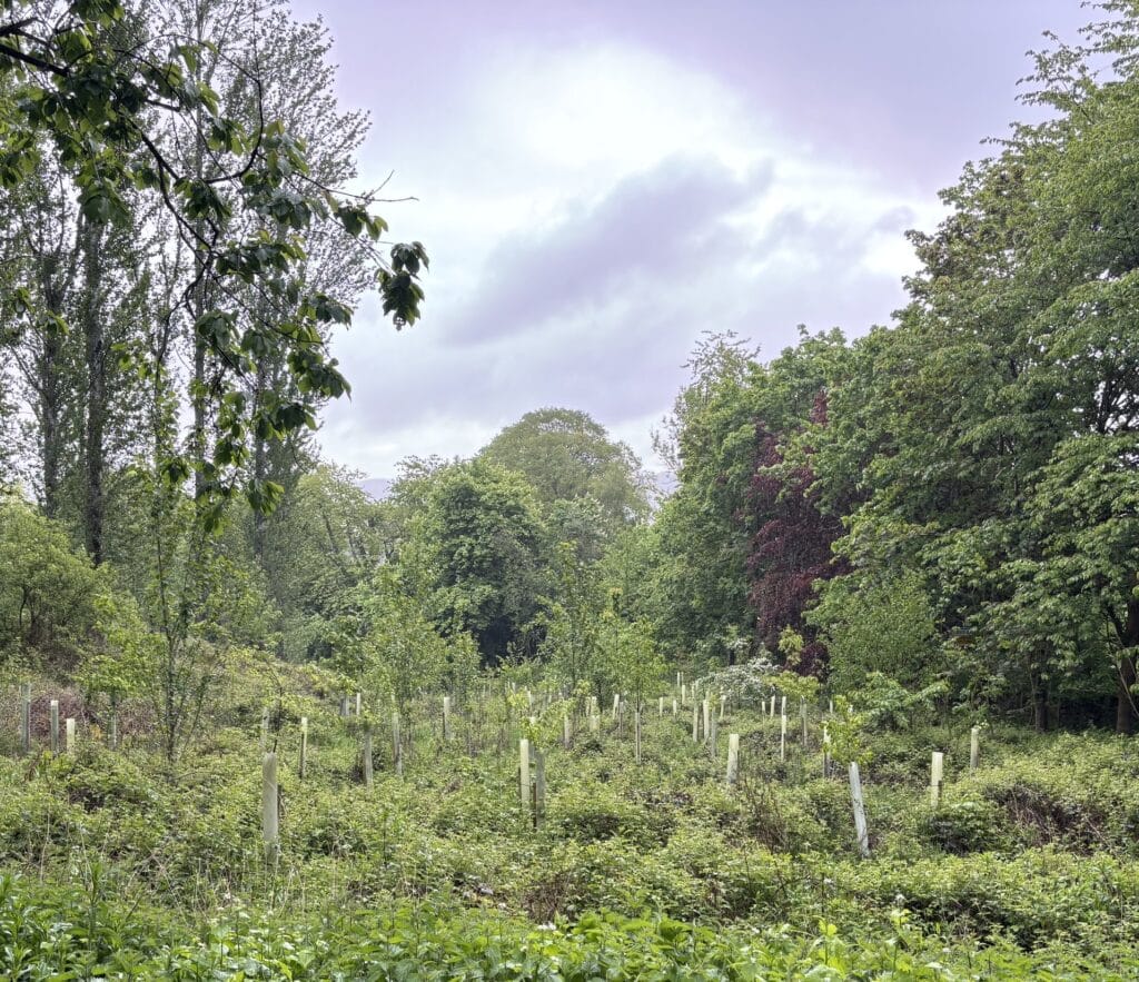 Rows of young trees with stakes in a grassy nursery, surrounded by taller woodland nearby.